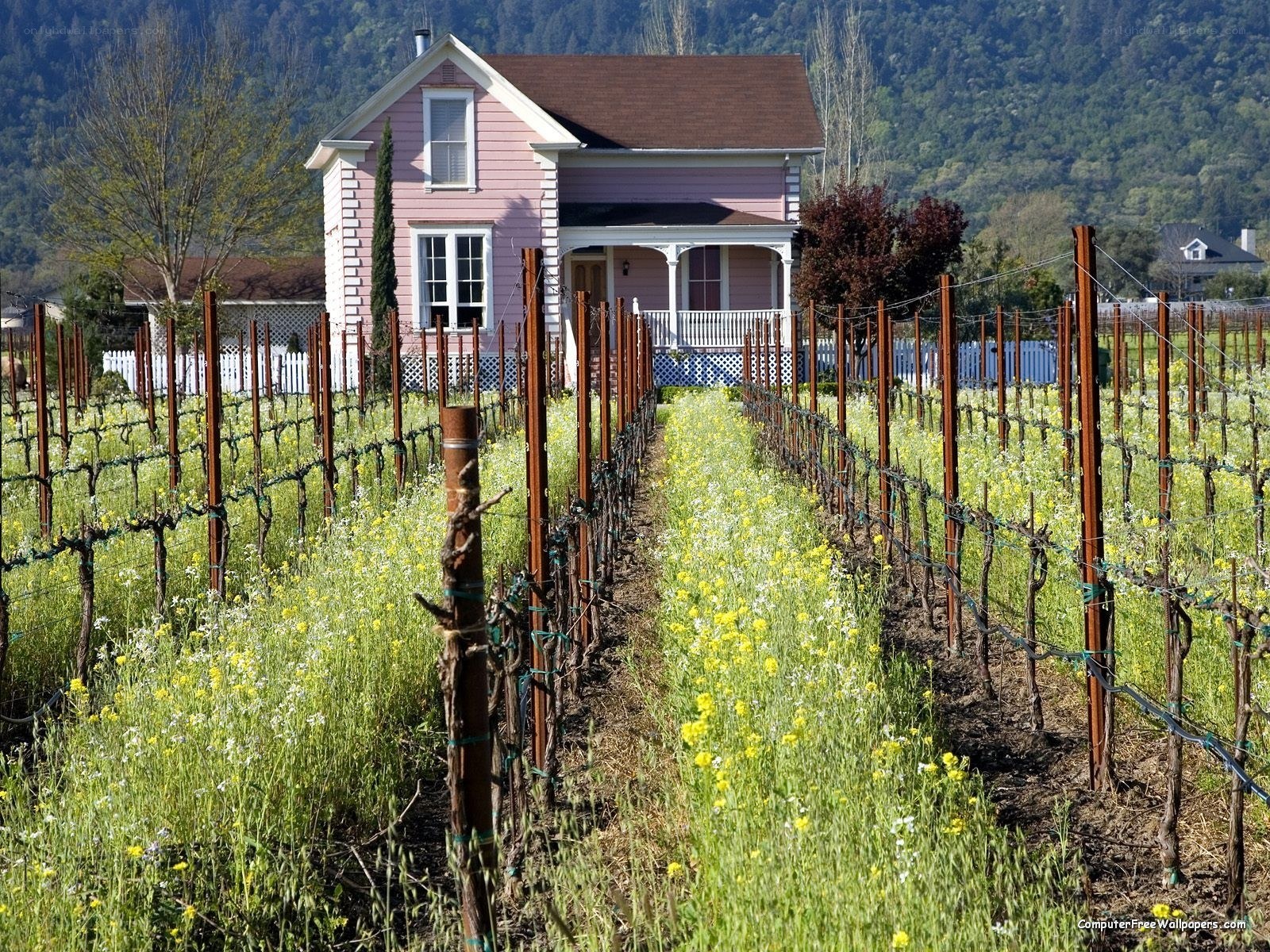 Pink house in vineyard