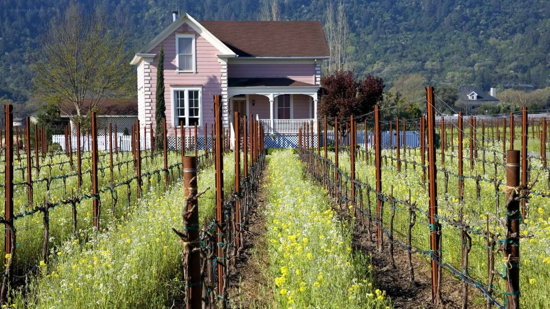 Pink house in vineyard