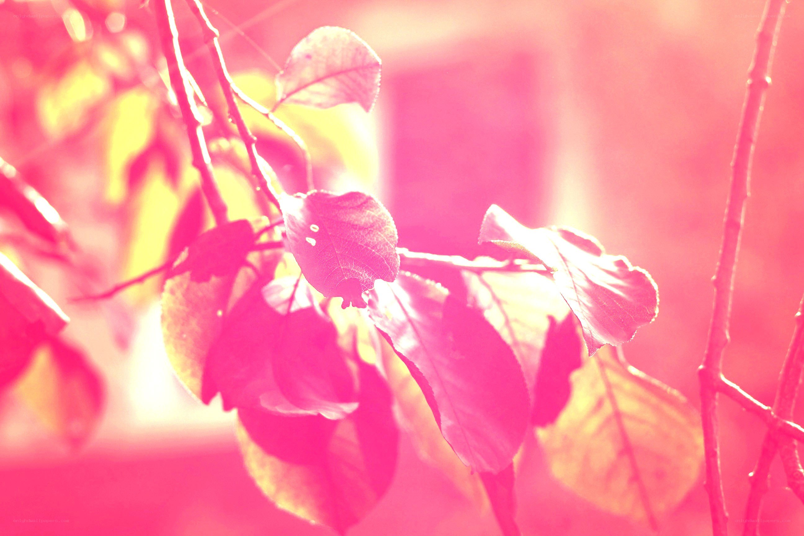 pink-hued leaves in sunlight