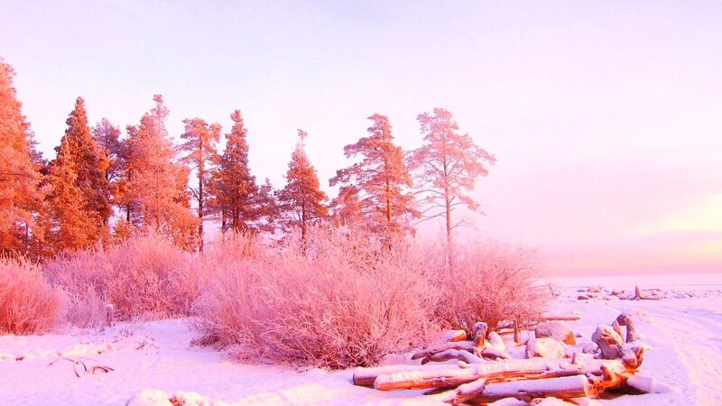 Pink-hued winter forest