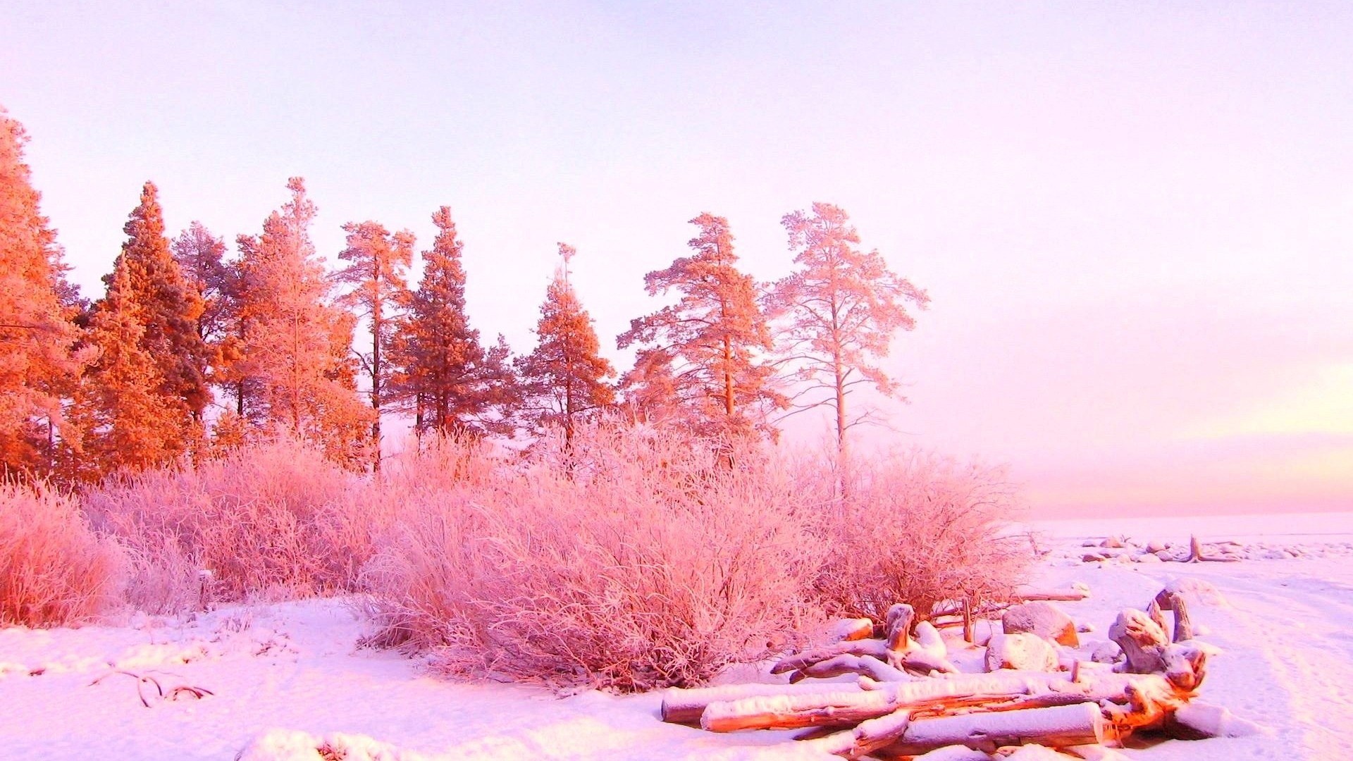Pink-hued winter forest