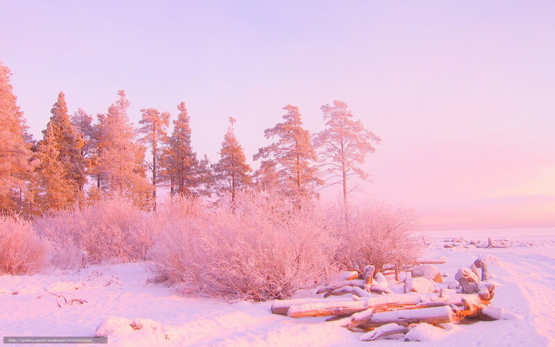 Pink-hued winter forest
