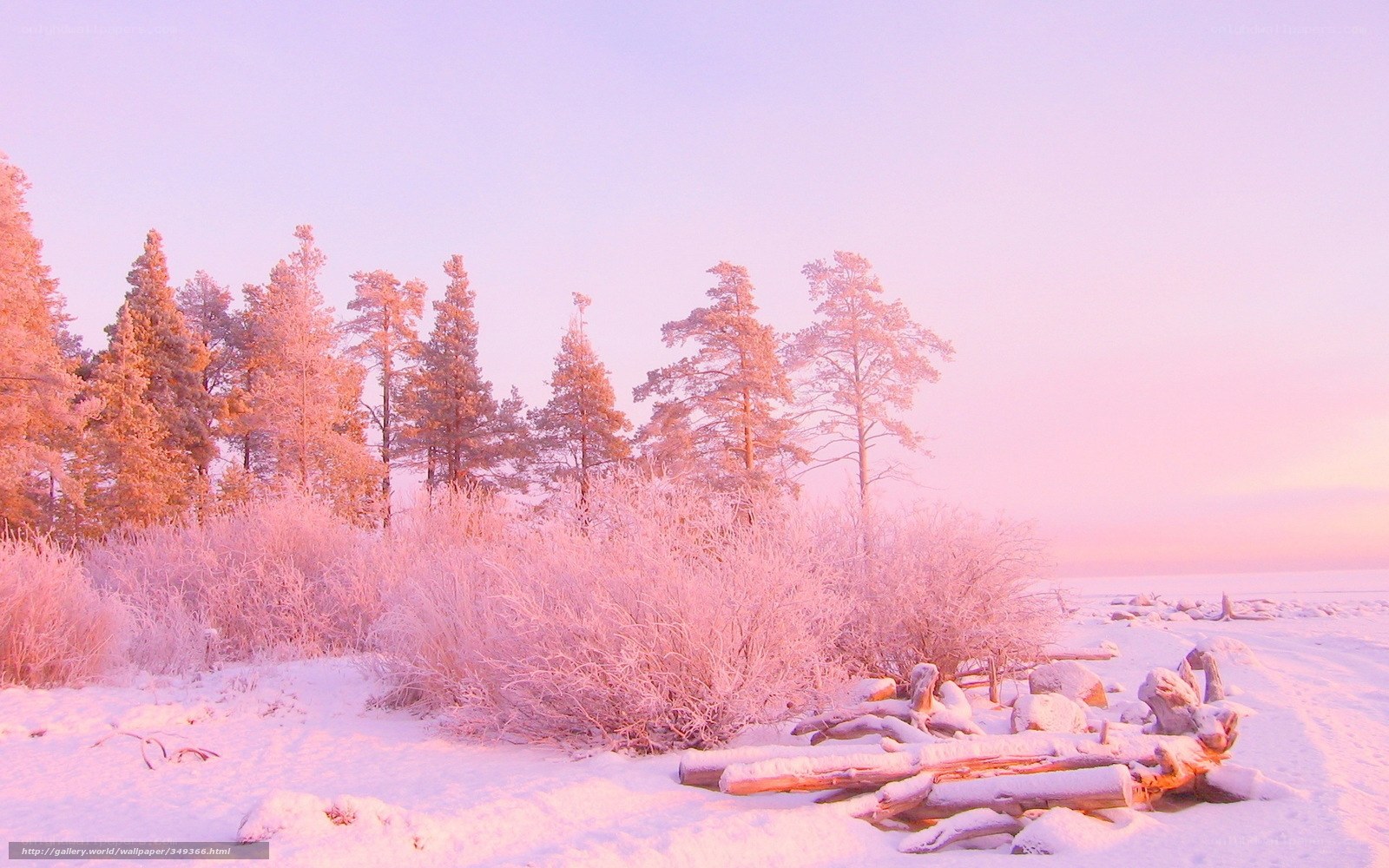 Pink-hued winter forest
