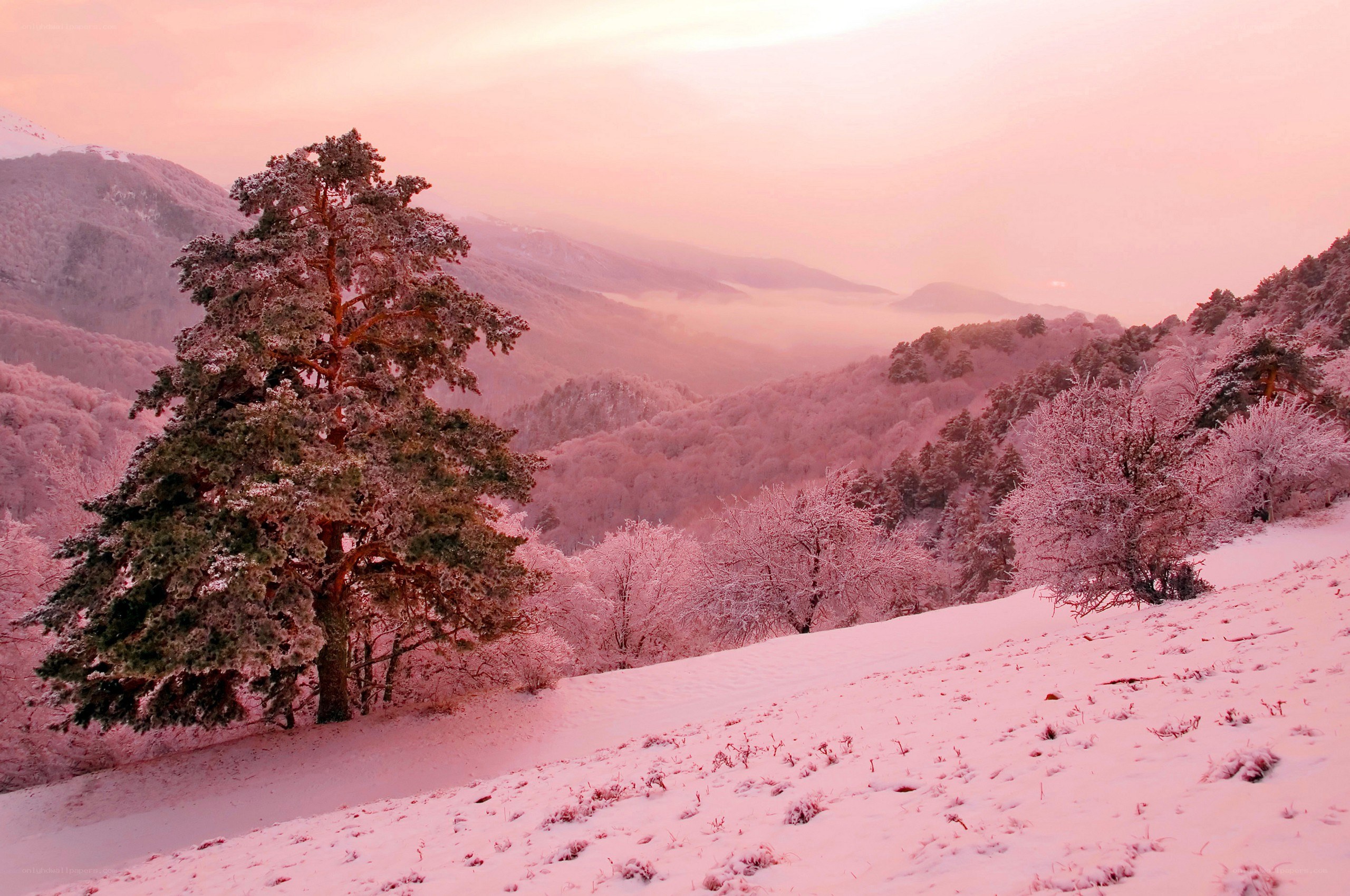 Pink-hued winter mountain landscape