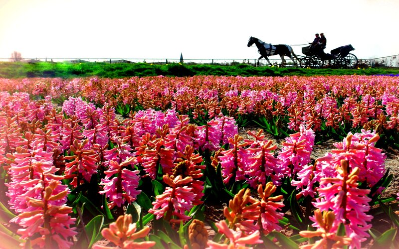 Pink Hyacinth Field — Serene