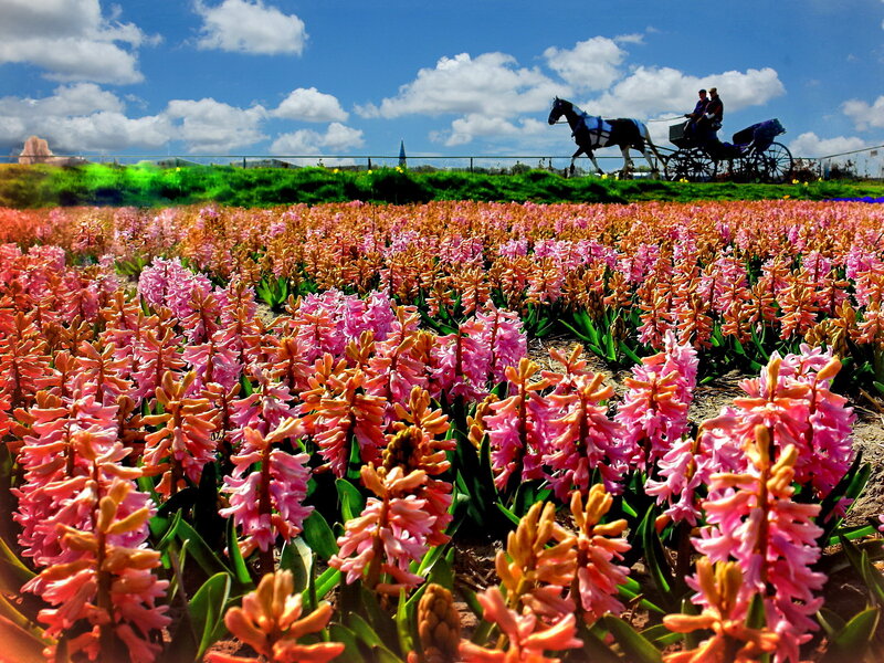 Pink Hyacinth Field