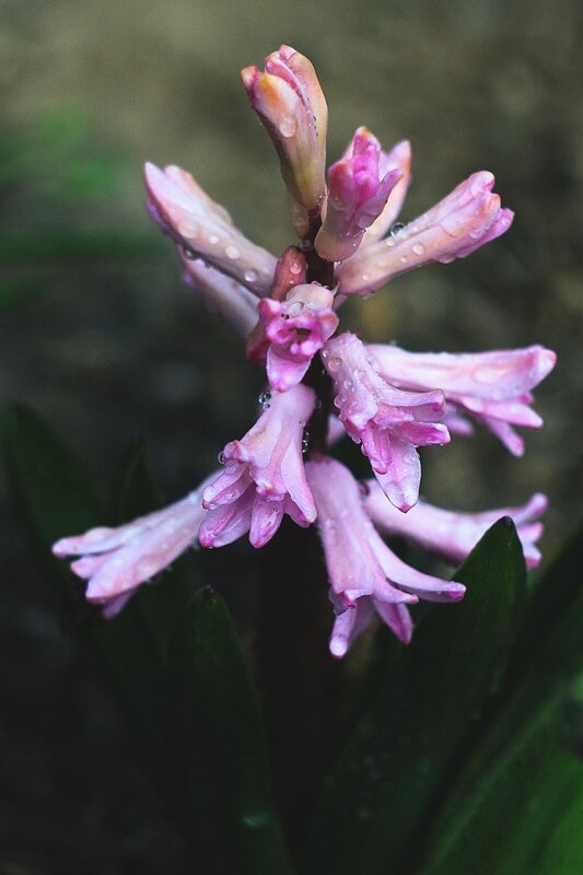 Pink Hyacinth Flower — Calm, Spring