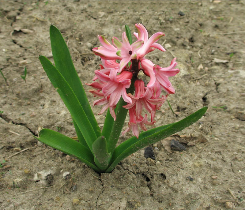 Pink Hyacinth Flower — Calm