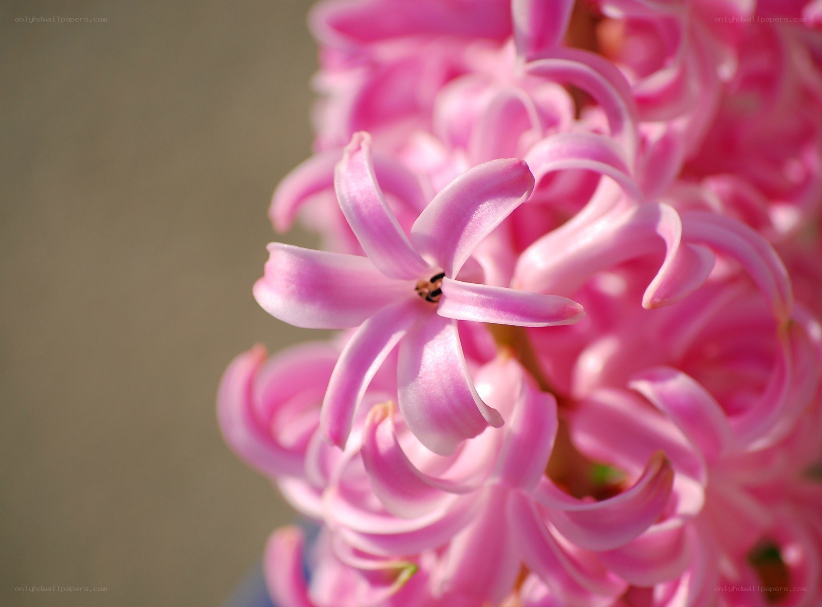 Pink hyacinth flower close-up