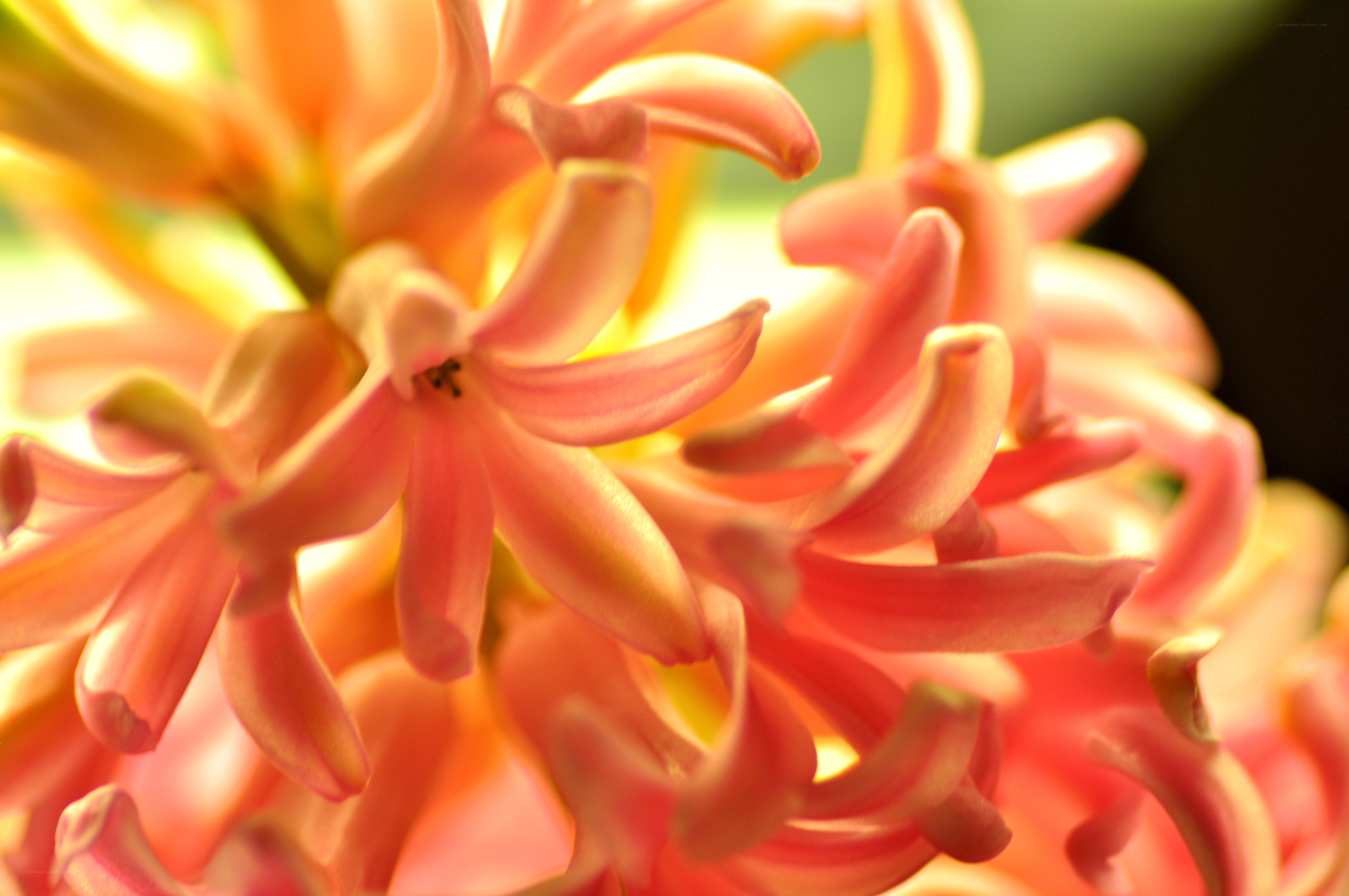 Pink hyacinth flower close-up