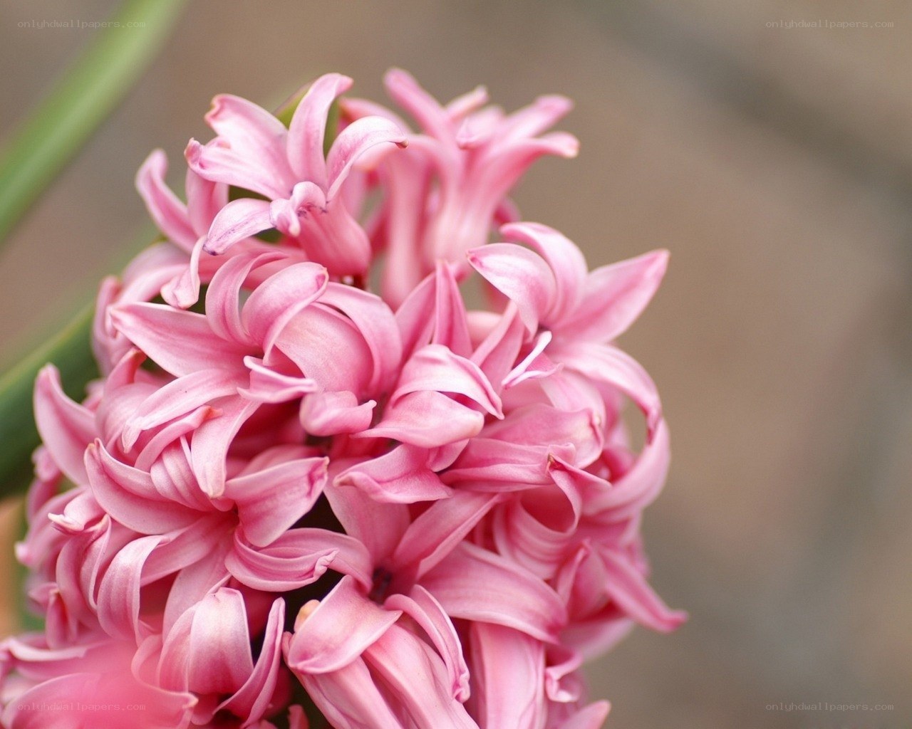 Pink hyacinth flower cluster
