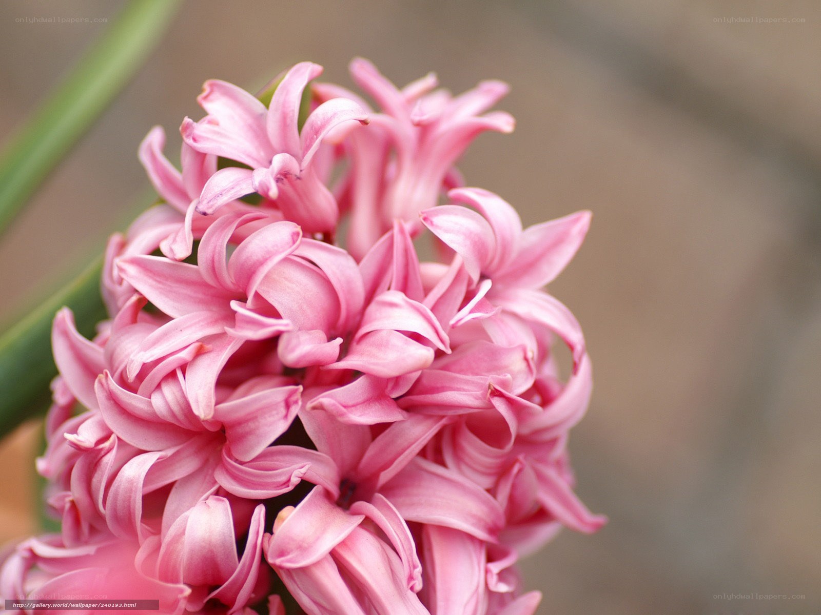 Pink hyacinth flower cluster