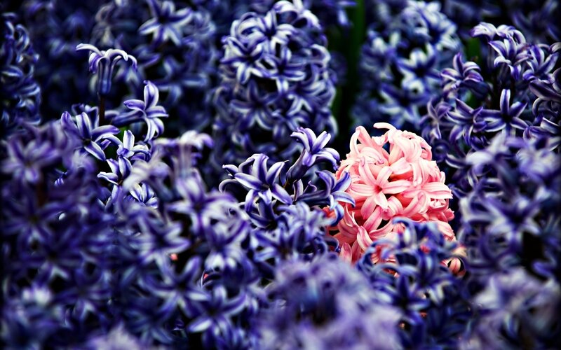Pink Hyacinth Flower — Purple