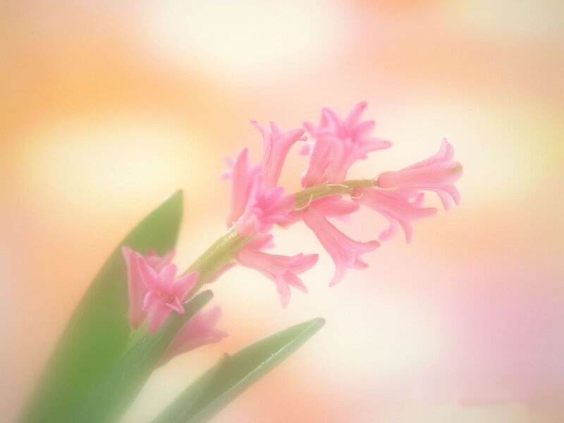 Pink hyacinth flower