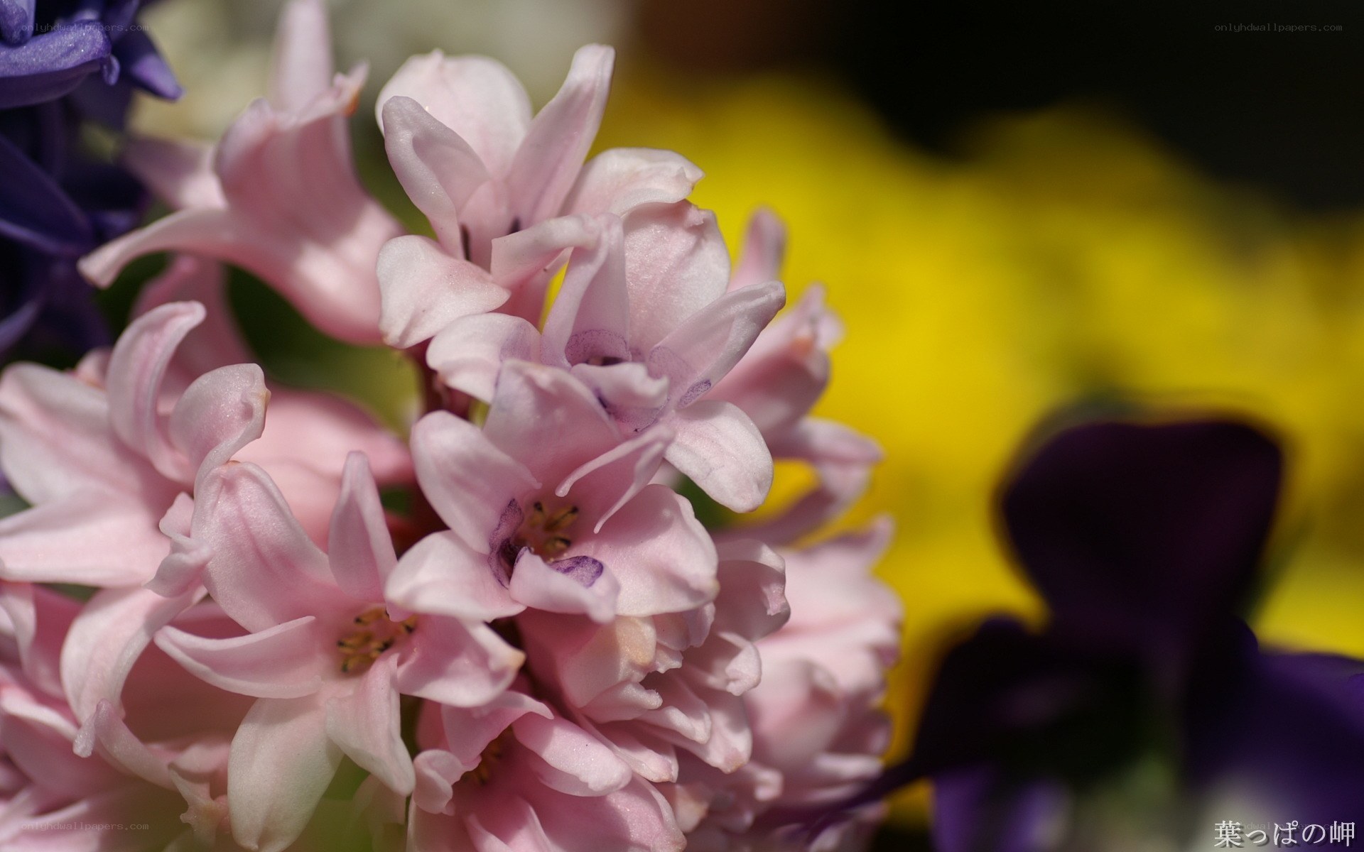 Pink hyacinth flowers
