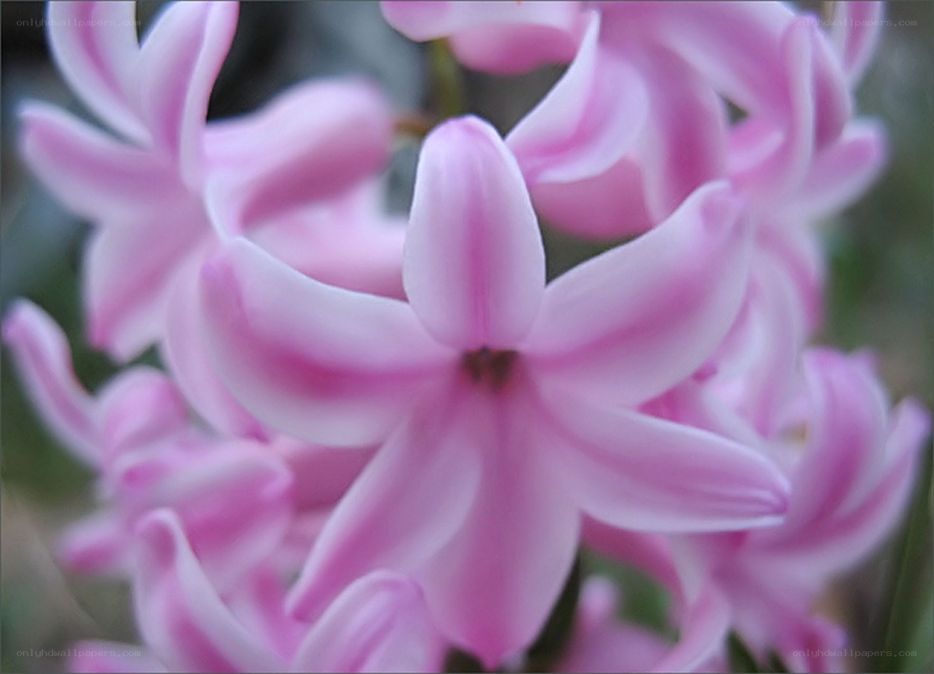 Pink hyacinth flowers