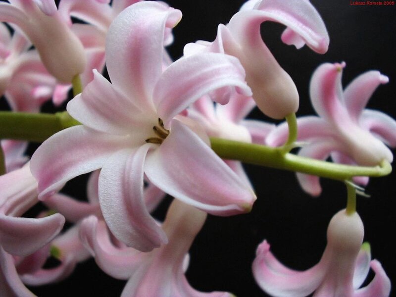 Pink hyacinth flowers