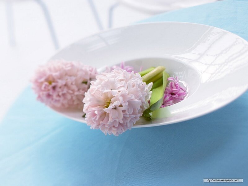 Pink Hyacinth Flowers — Blue, Serene