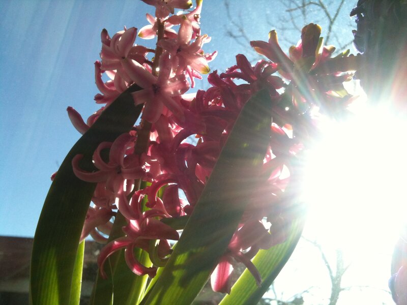 Pink Hyacinth Flowers — Bright
