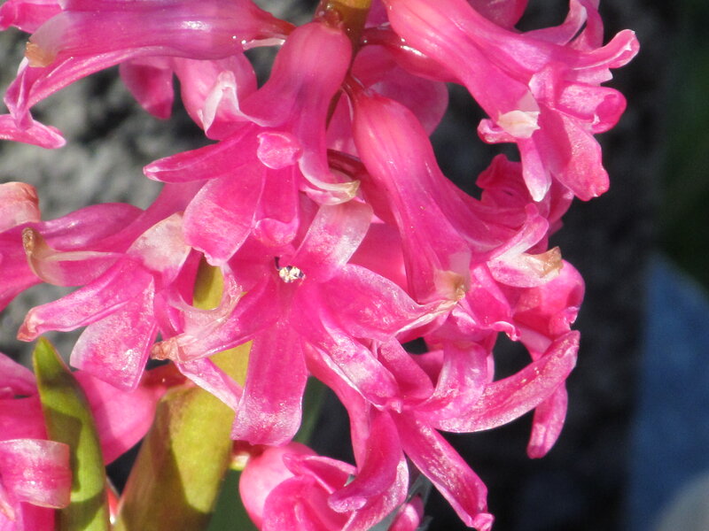 Pink Hyacinth Flowers — Calm, Afternoon