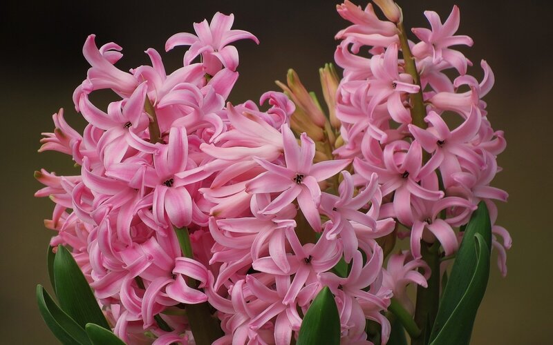 Pink Hyacinth Flowers — Calm, Photograph, Green Leaves