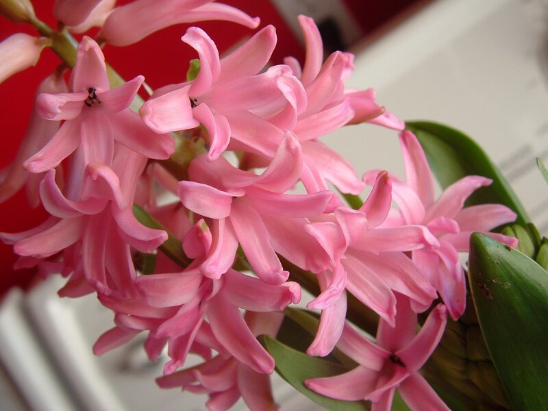 Pink Hyacinth Flowers — Calm, Photograph