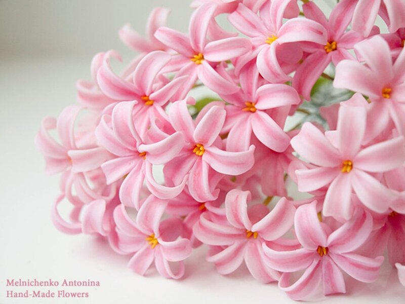 Pink Hyacinth Flowers — Calm, Photograph, Yellow Centers