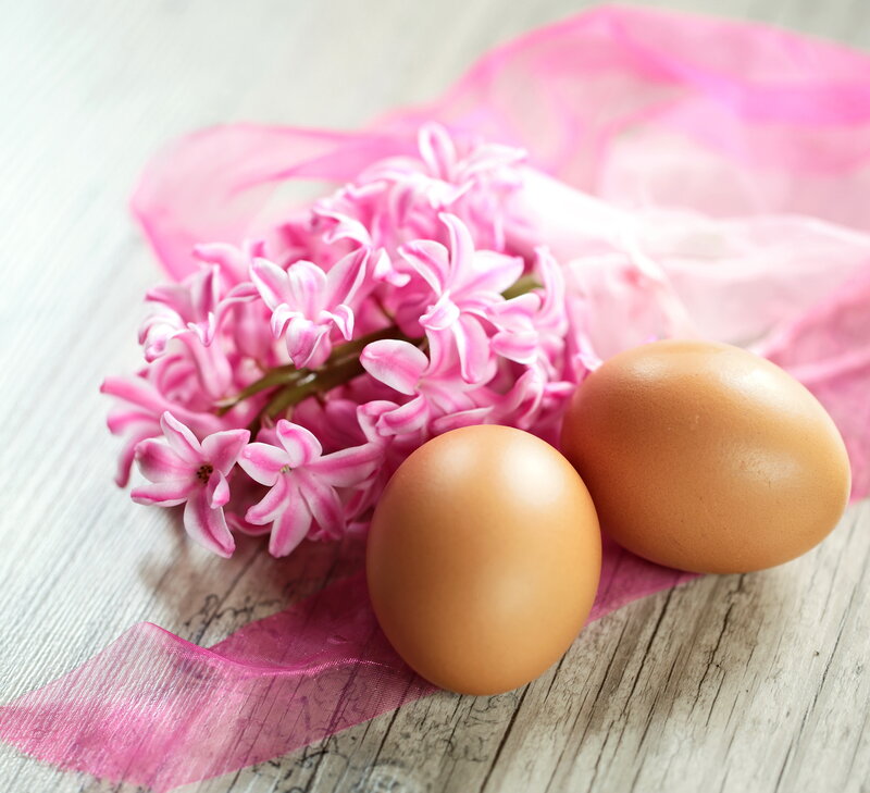 Pink Hyacinth Flowers — Calm, Spring, Photograph, Eggs