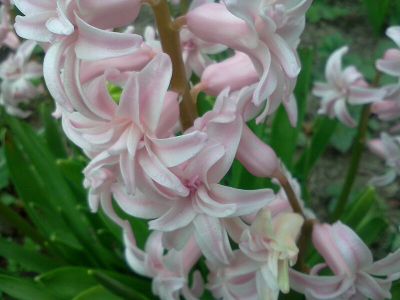 Pink Hyacinth Flowers — Calm, Spring, Photograph, Green Leaves