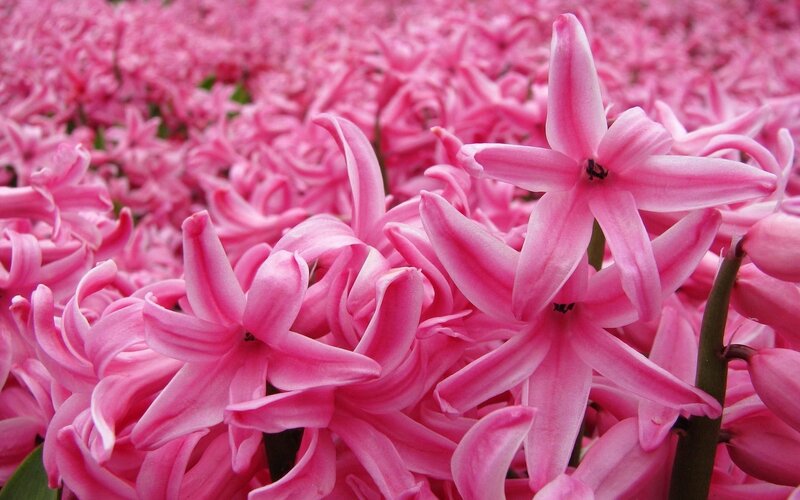 Pink Hyacinth Flowers — Calm, Spring, Photograph, Stems, Green Leaves