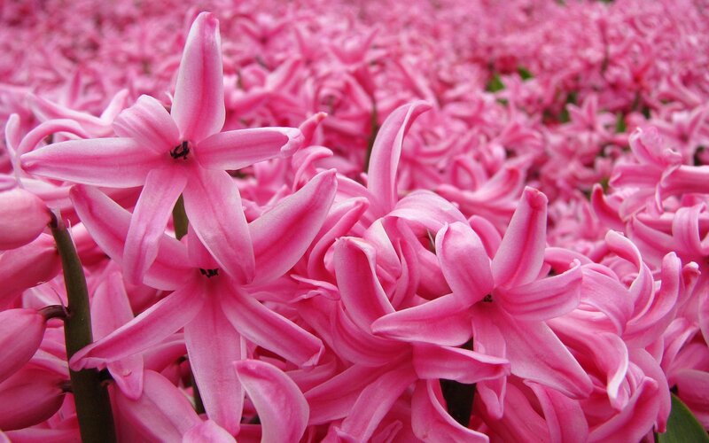 Pink Hyacinth Flowers — Calm, Spring, Photograph, Stems