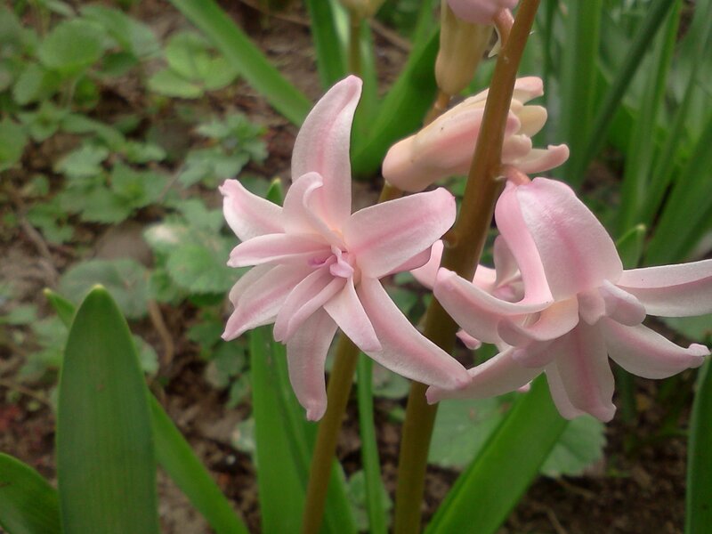 Pink Hyacinth Flowers — Calm, Spring, Photograph