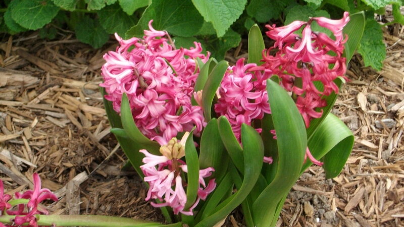 Pink Hyacinth Flowers — Calm, Spring