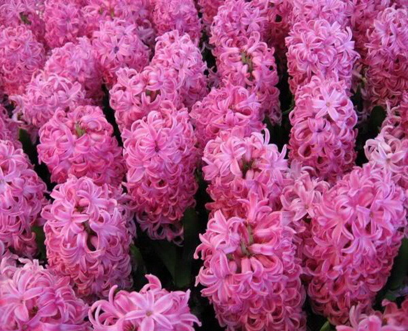 Pink Hyacinth Flowers — Calm