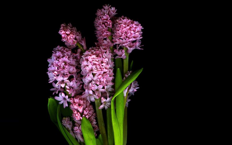 Pink Hyacinth Flowers — Dramatic, Photograph