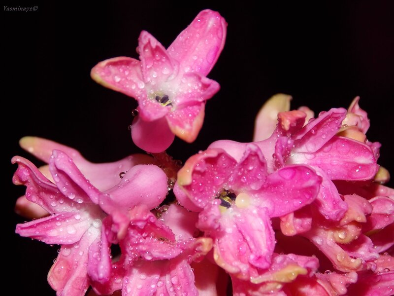 Pink Hyacinth Flowers — Dramatic