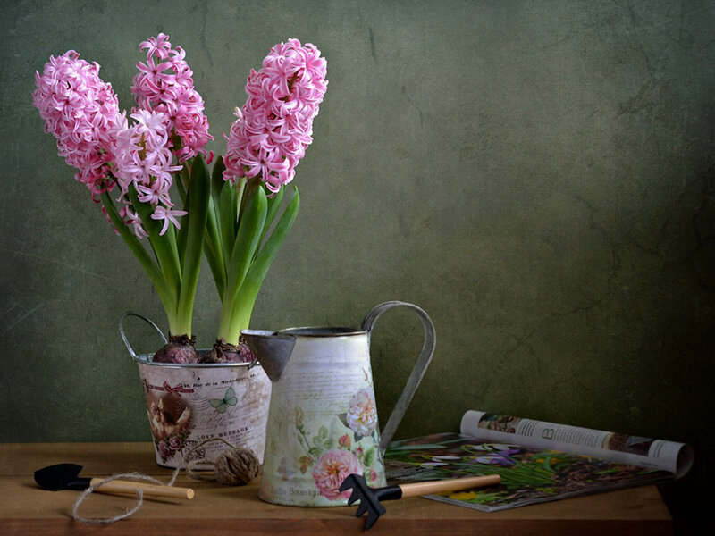 Pink Hyacinth Flowers — Green, Serene