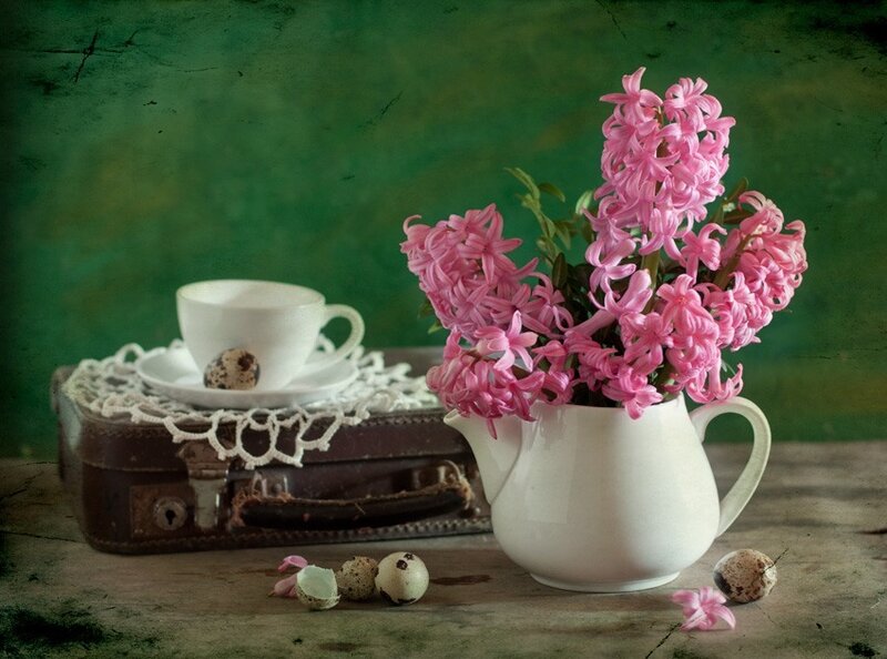 Pink Hyacinth Flowers — Green