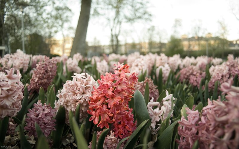Pink hyacinth flowers in a park