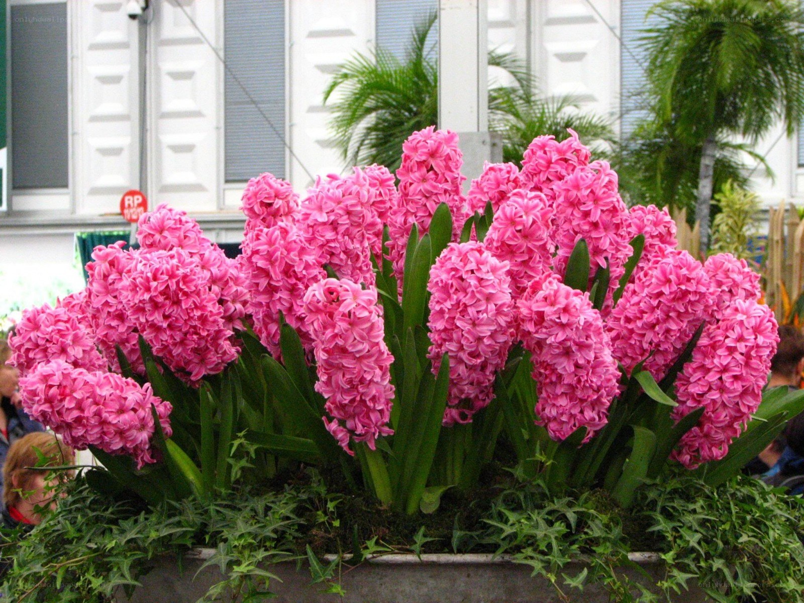 Pink hyacinth flowers in bloom