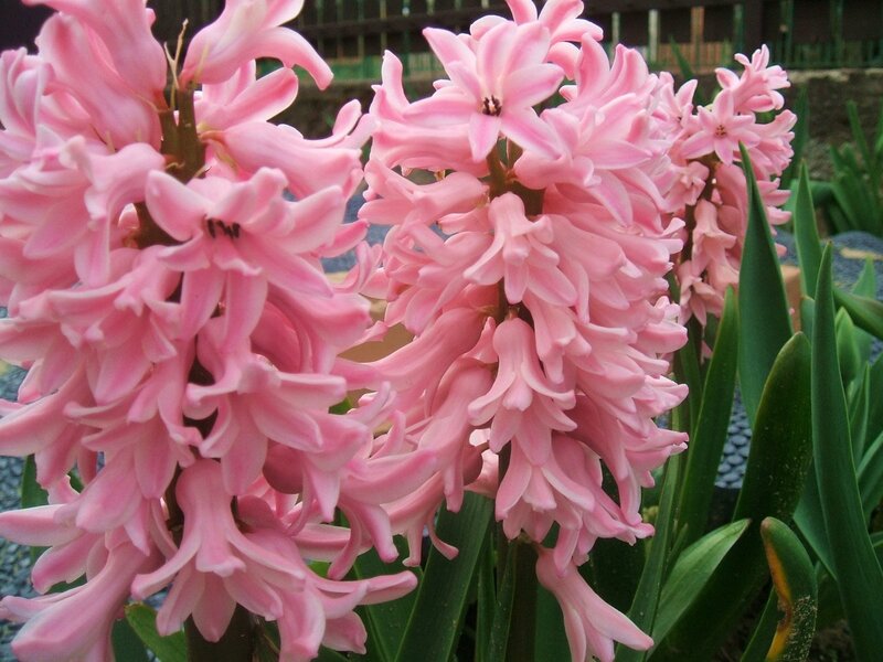 Pink hyacinth flowers in bloom