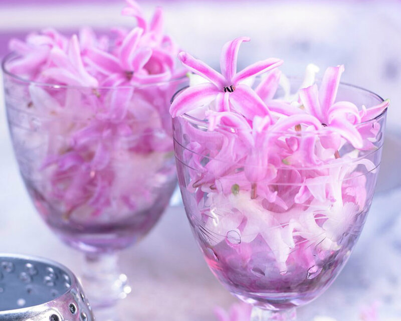 Pink Hyacinth Flowers — Purple