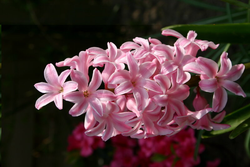 Pink Hyacinth Flowers — Serene, Afternoon