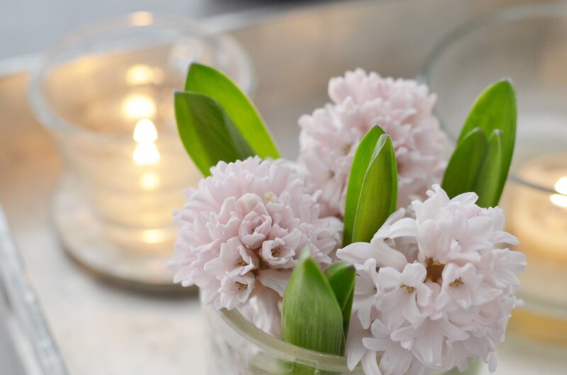 Pink Hyacinth Flowers — Serene, Night
