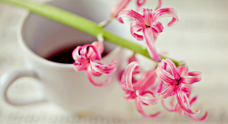 Pink Hyacinth Flowers — Serene, Photograph, Cup, Stem