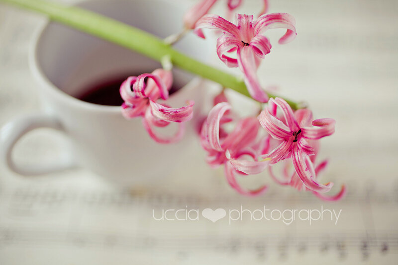Pink Hyacinth Flowers — Serene, Photograph, Cup