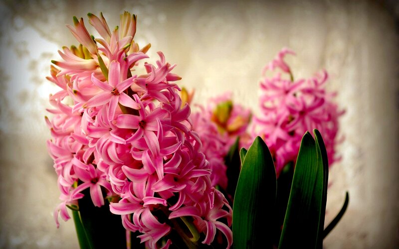 Pink Hyacinth Flowers — Serene, Photograph
