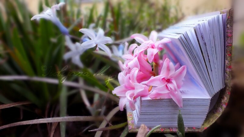 Pink Hyacinth Flowers — Serene, Spring, Photograph, Book