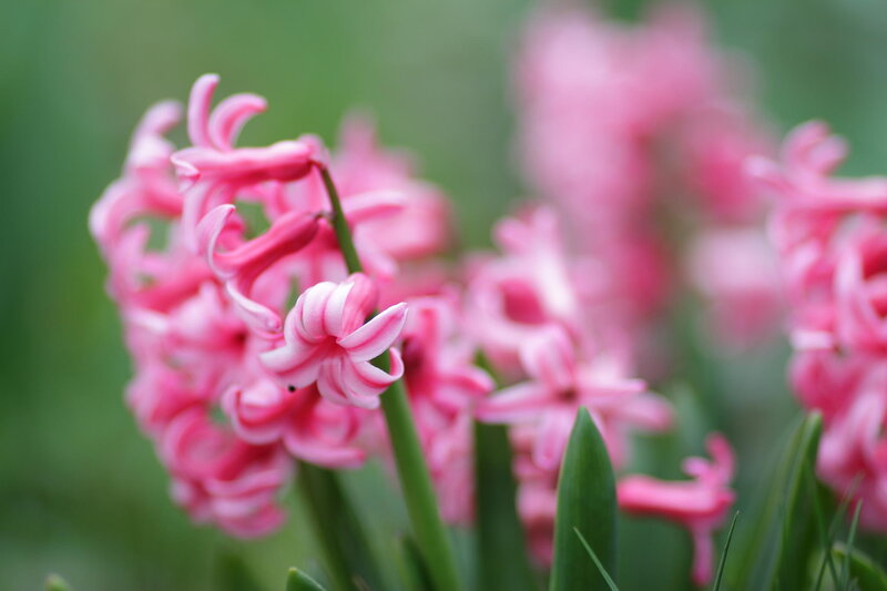 Pink Hyacinth Flowers — Serene, Spring, Photograph, Green Leaves