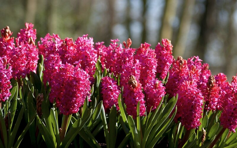Pink Hyacinth Flowers — Serene, Spring, Photograph